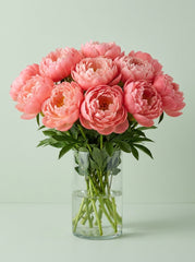 Peonias salmon