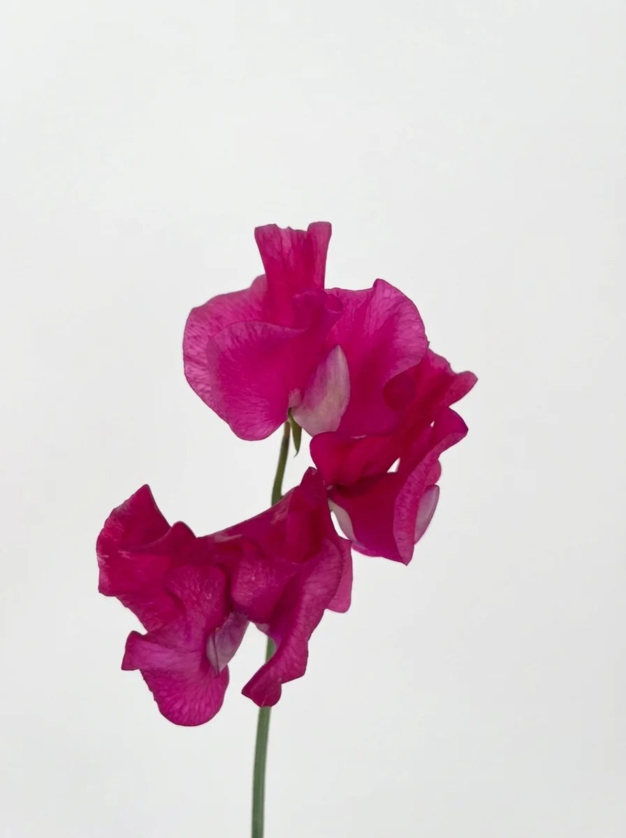 Sweet Peas