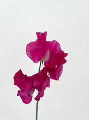 Sweet Peas