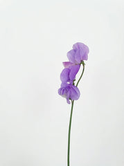 Sweet Peas