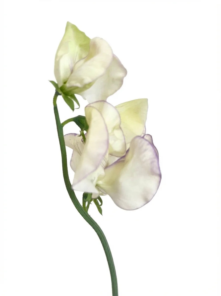 Sweet Peas