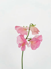Sweet Peas