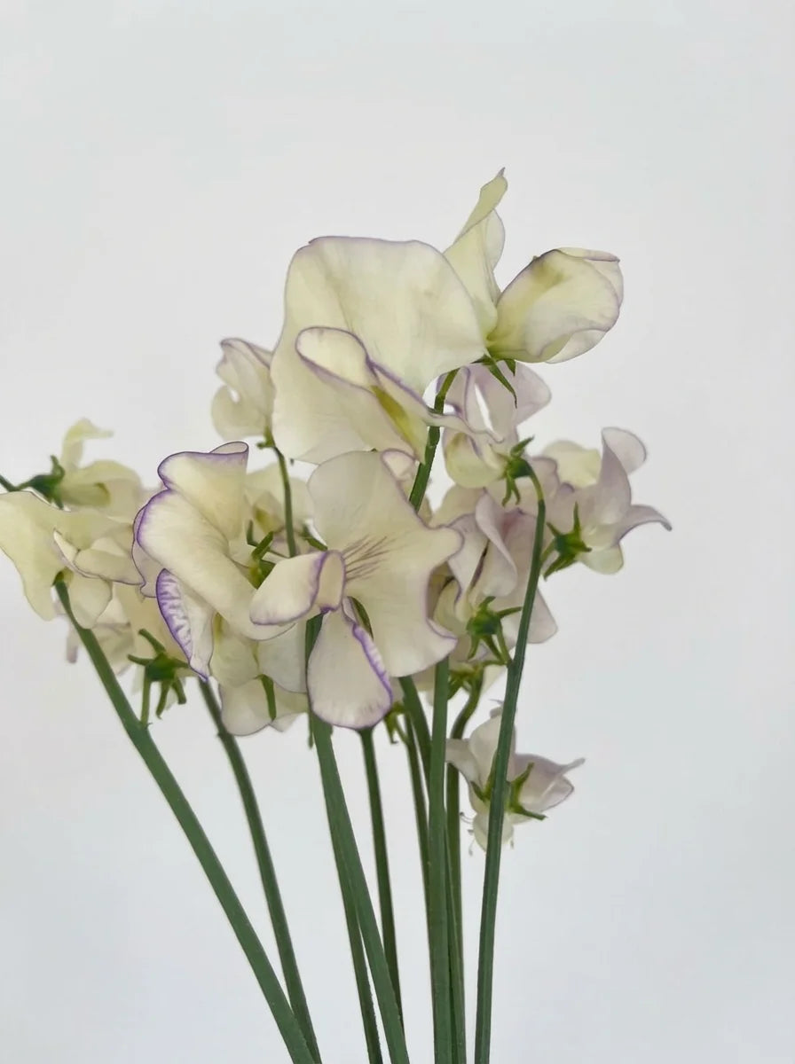 Sweet Peas