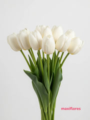 Tulipán Blanco