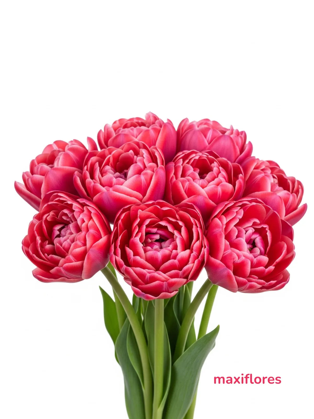 Tulipanes Doble Coral