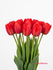 Tulipán Rojo