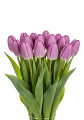 Tulipán Lila