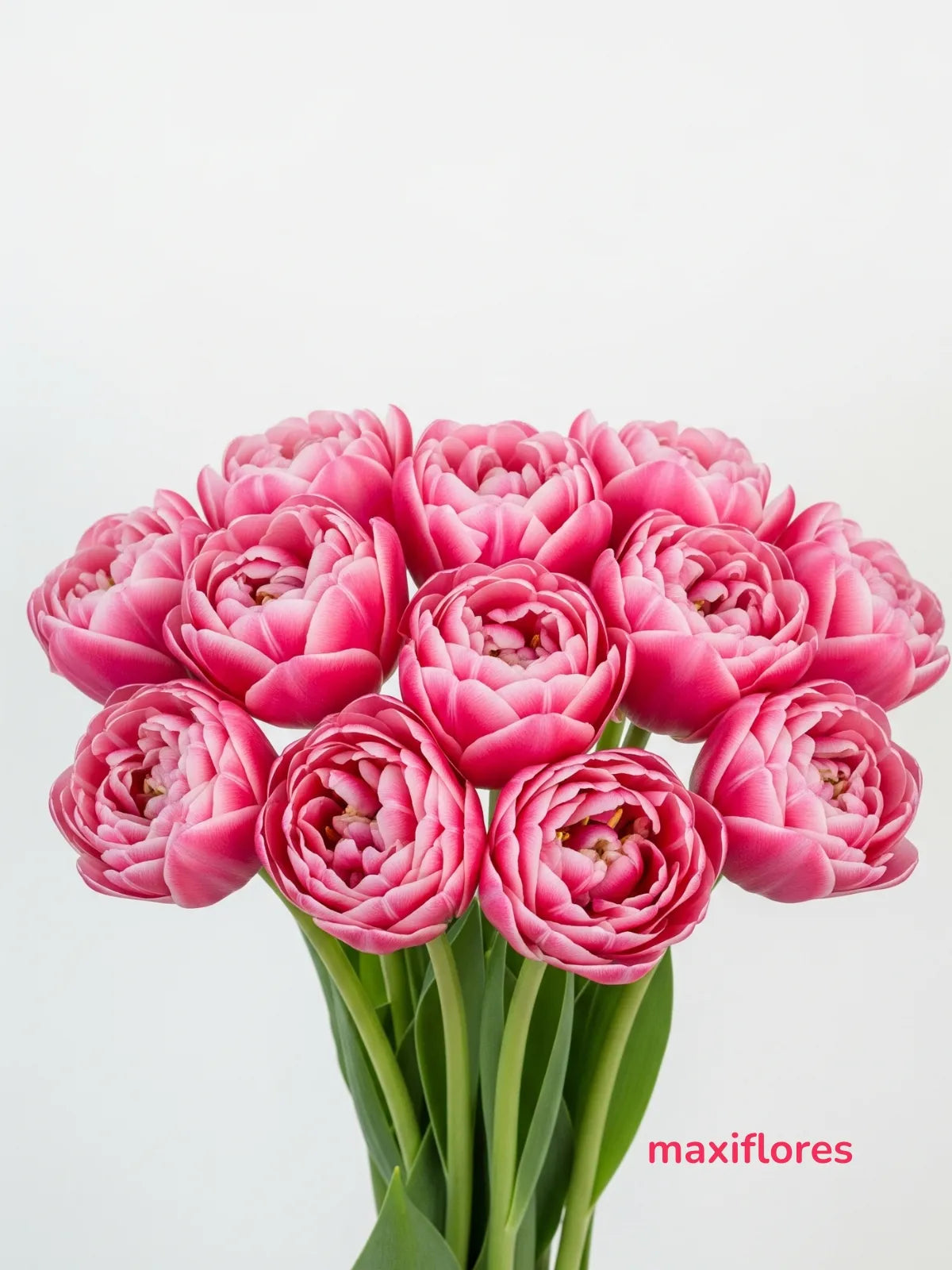 Tulipanes Doble Rosa