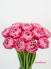 Tulipanes Doble Rosa