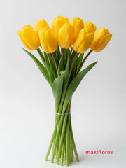 Tulipán Amarillo