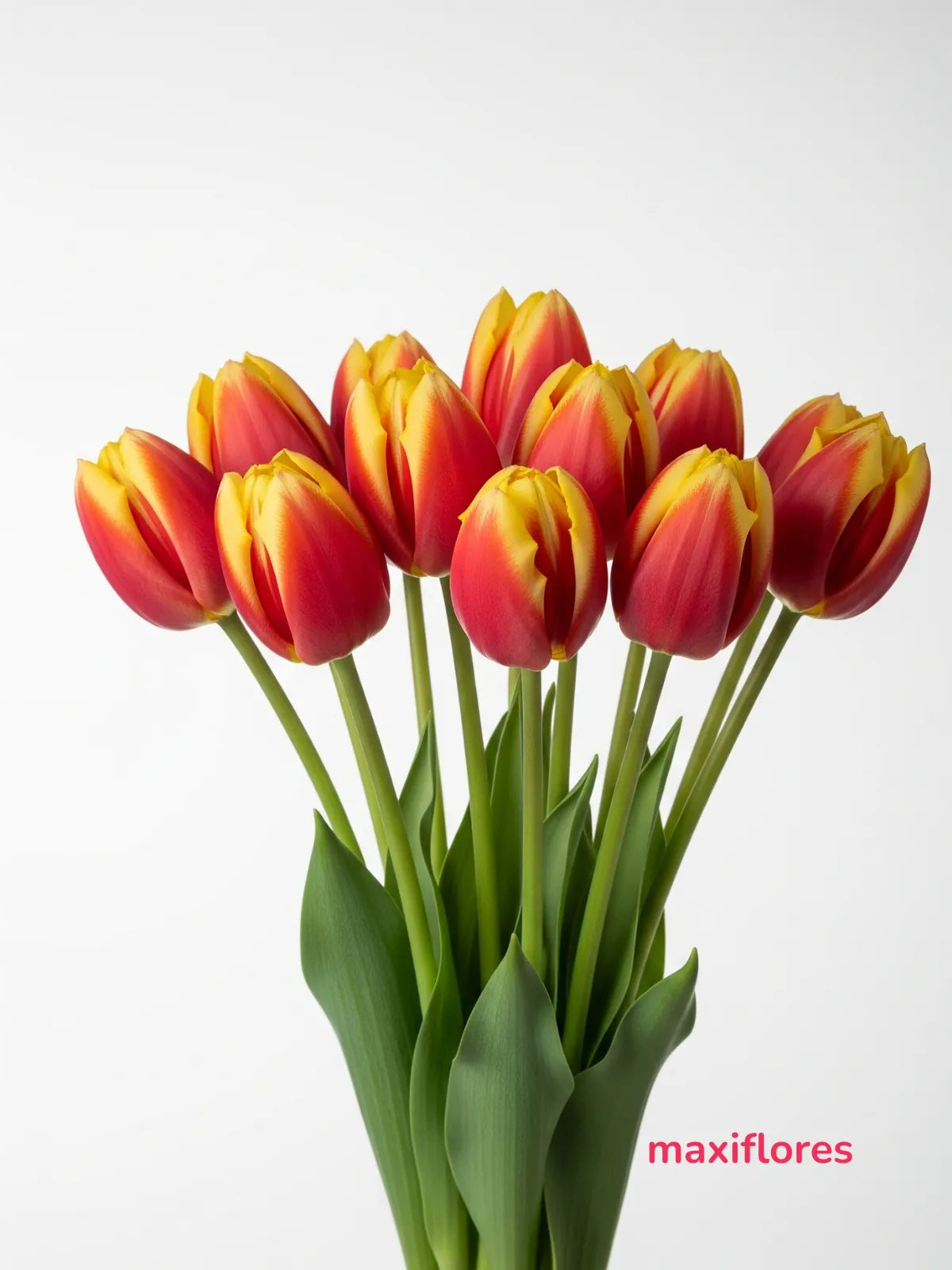 Tulipanes Bicolor