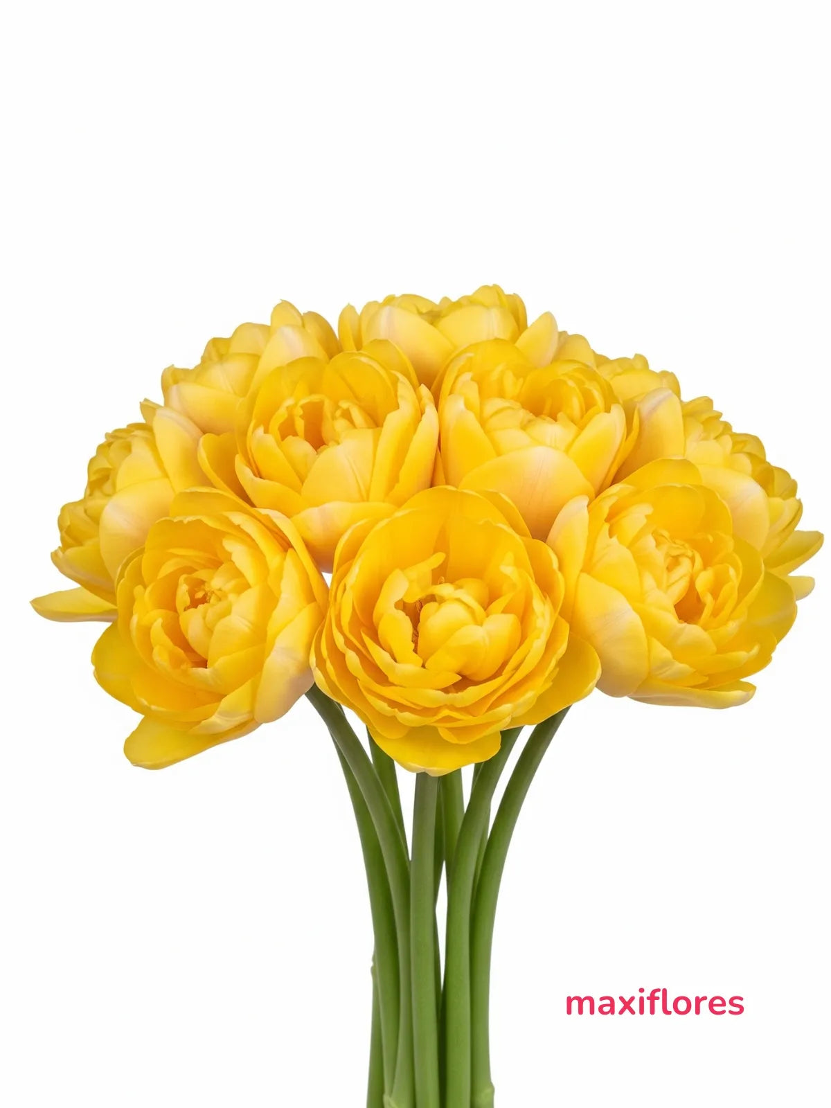 Tulipanes Doble Amarillo