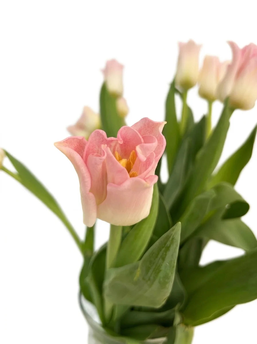 Tulipanes Corona Rosa