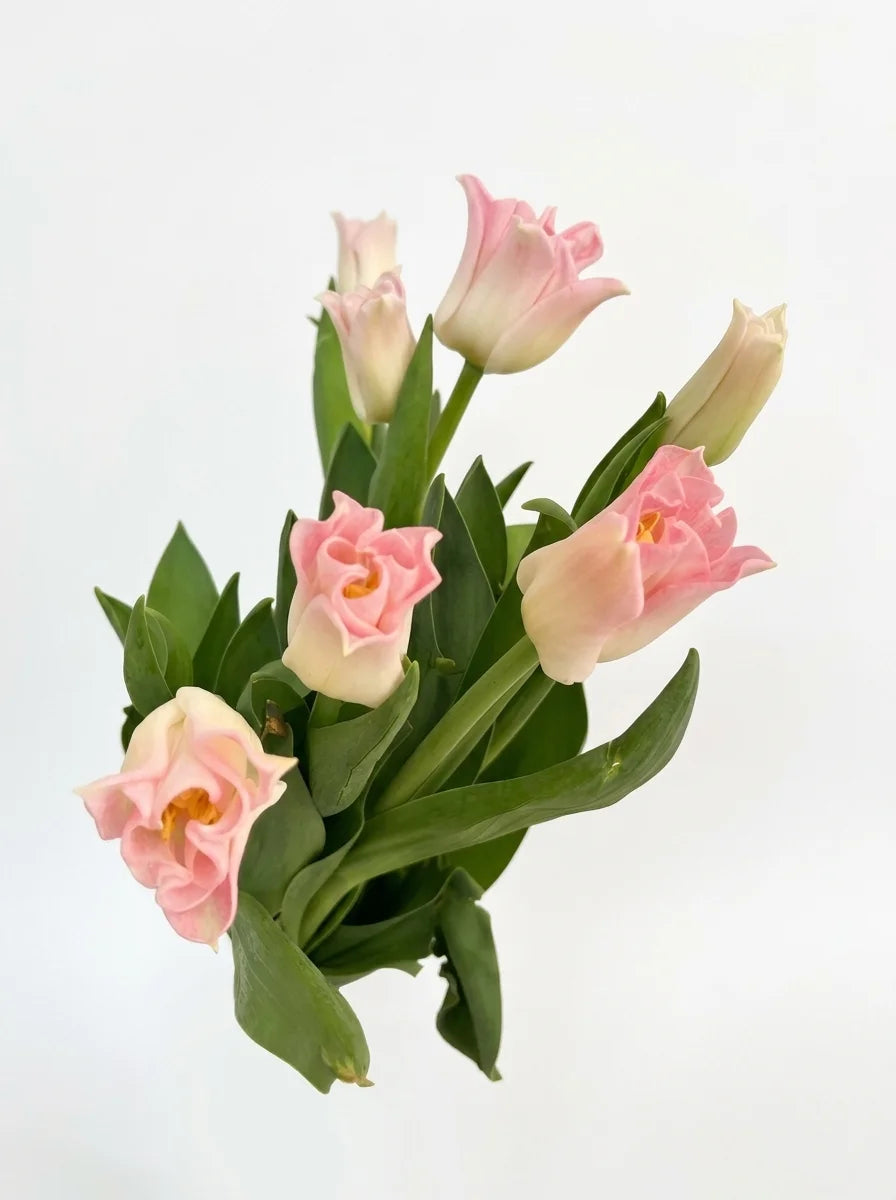 Tulipanes Corona Rosa