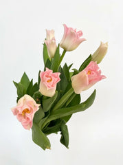 Tulipanes Corona Rosa