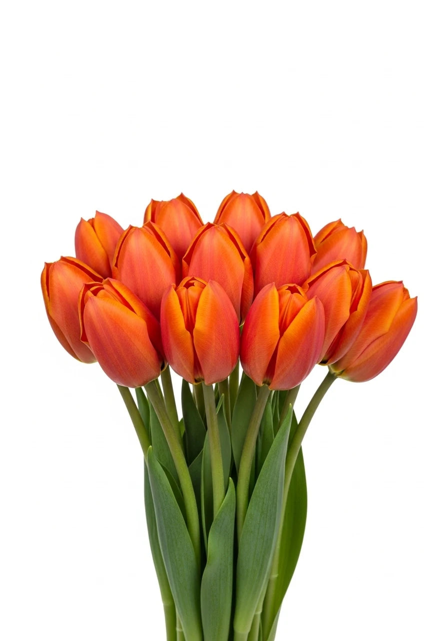Tulipán Naranja