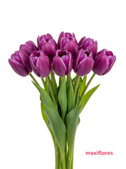 Tulipán Morado