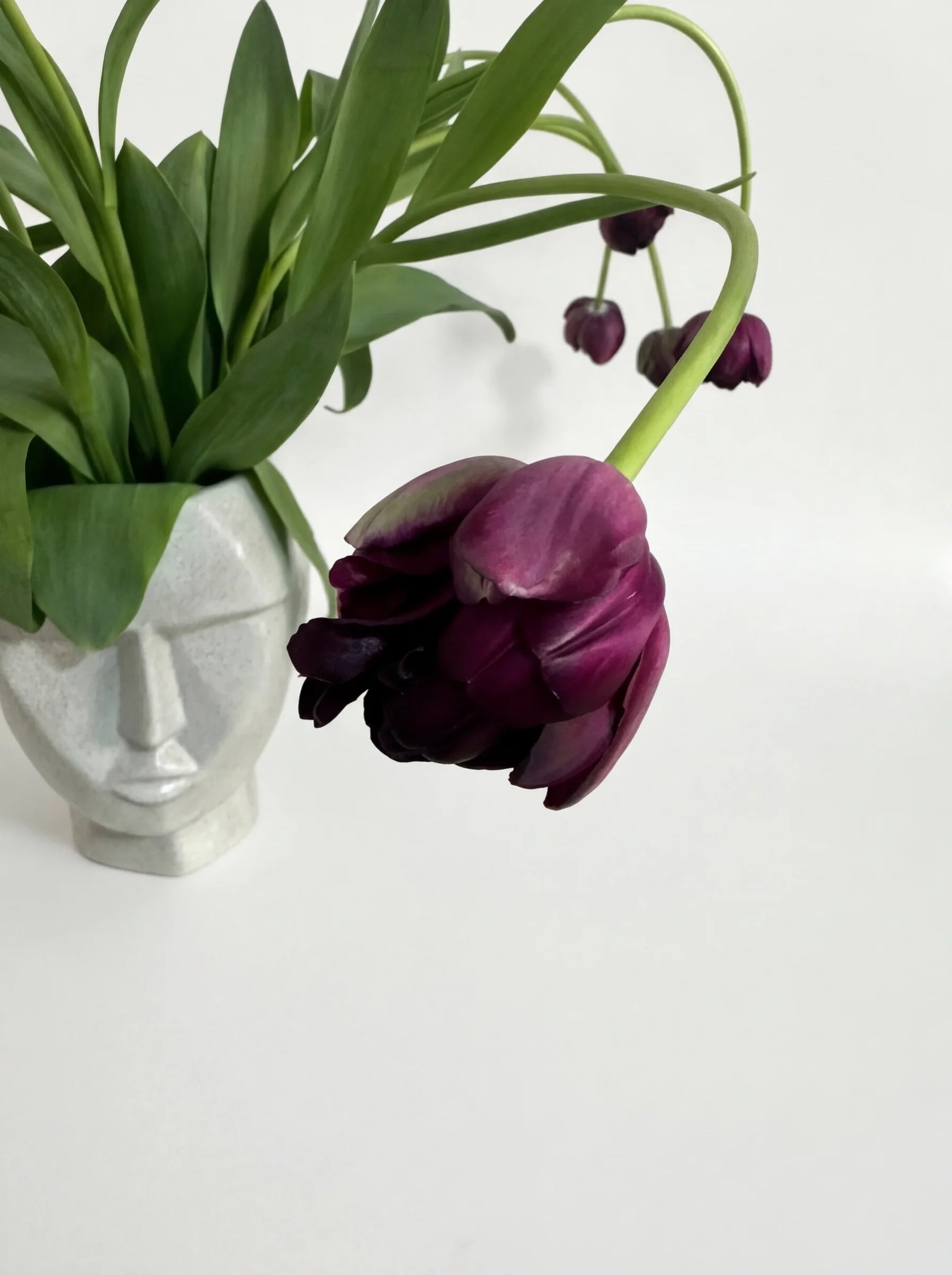 Tulipanes Púrpura Oscuro Doble Pétalo