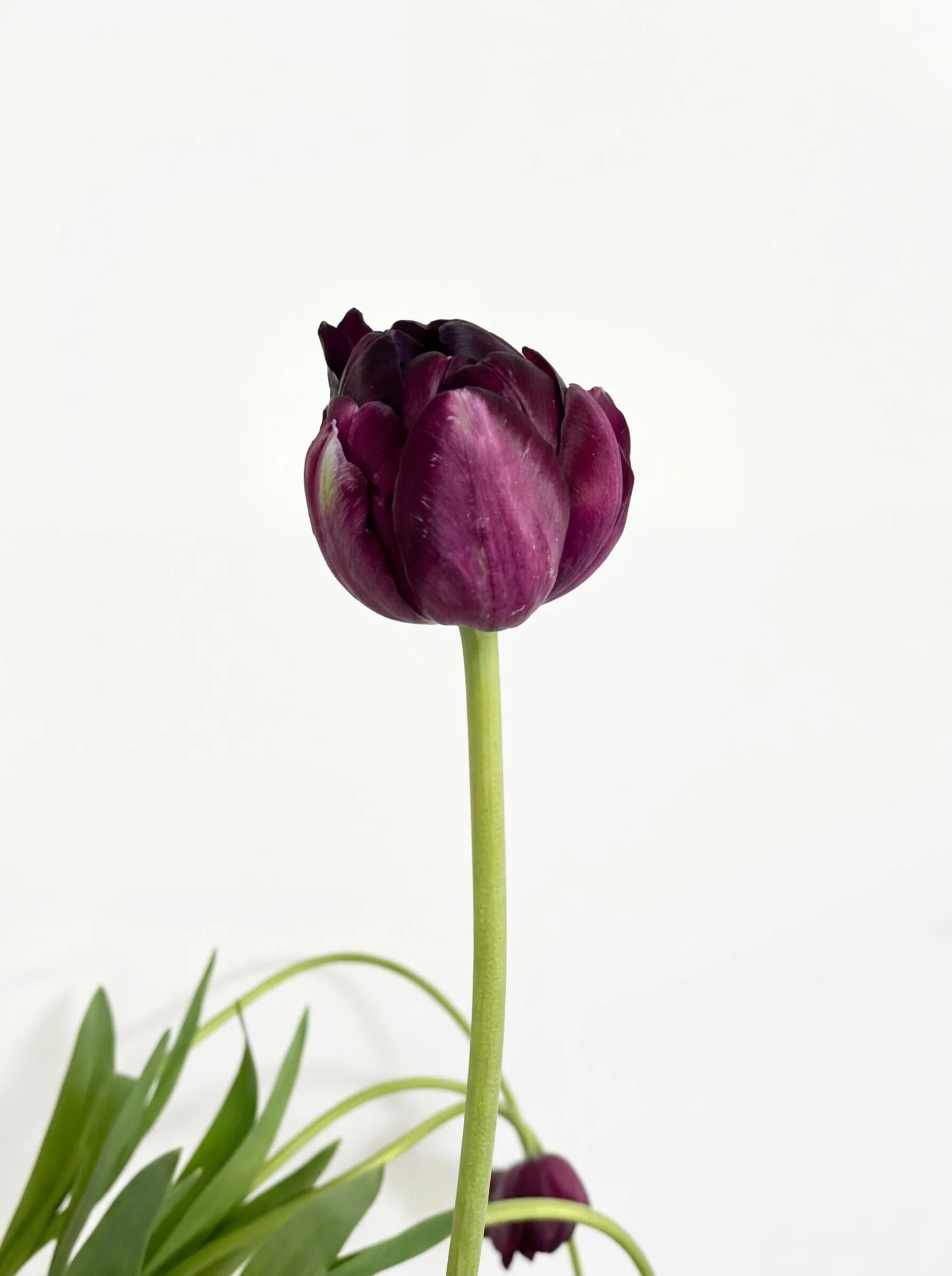 Tulipanes Púrpura Oscuro Doble Pétalo