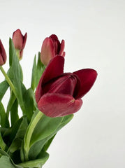 Tulipanes Maxi Rojo Vino