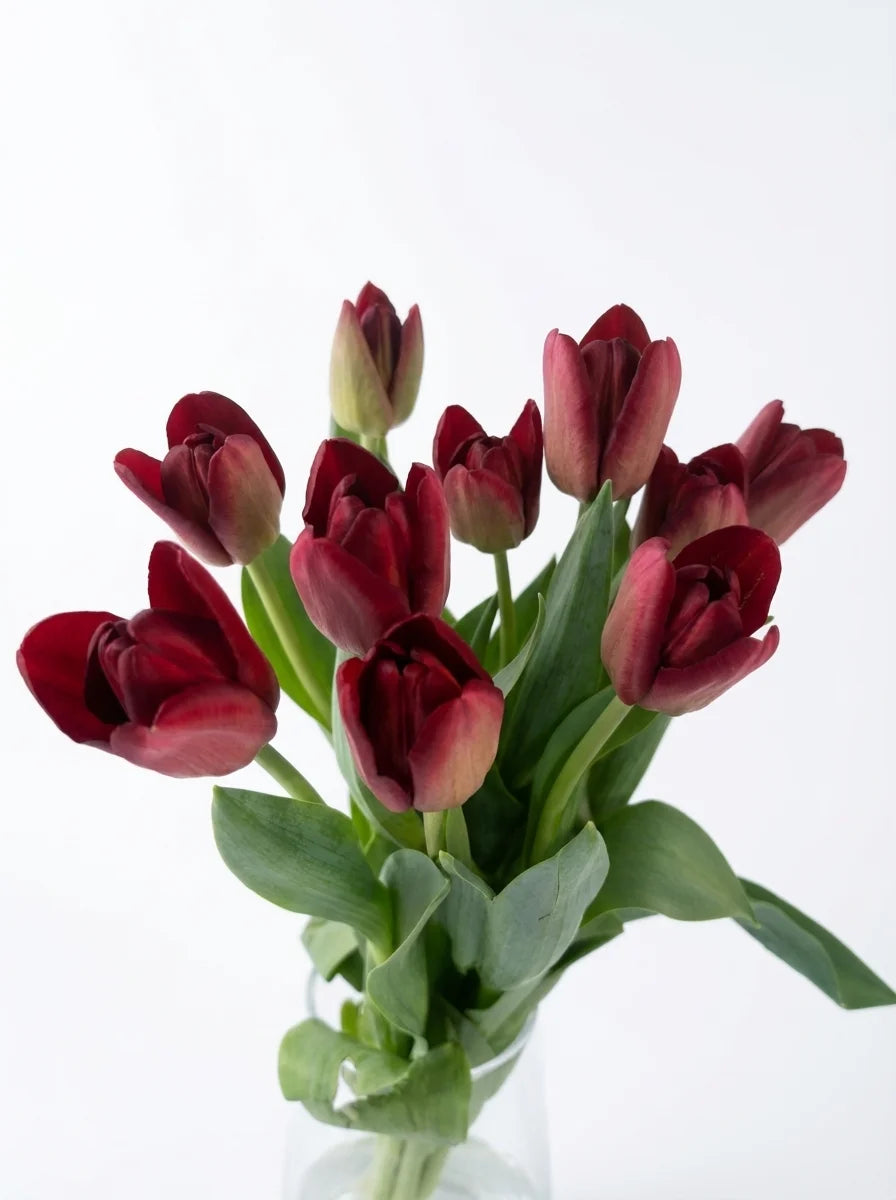 Tulipanes Maxi Rojo Vino