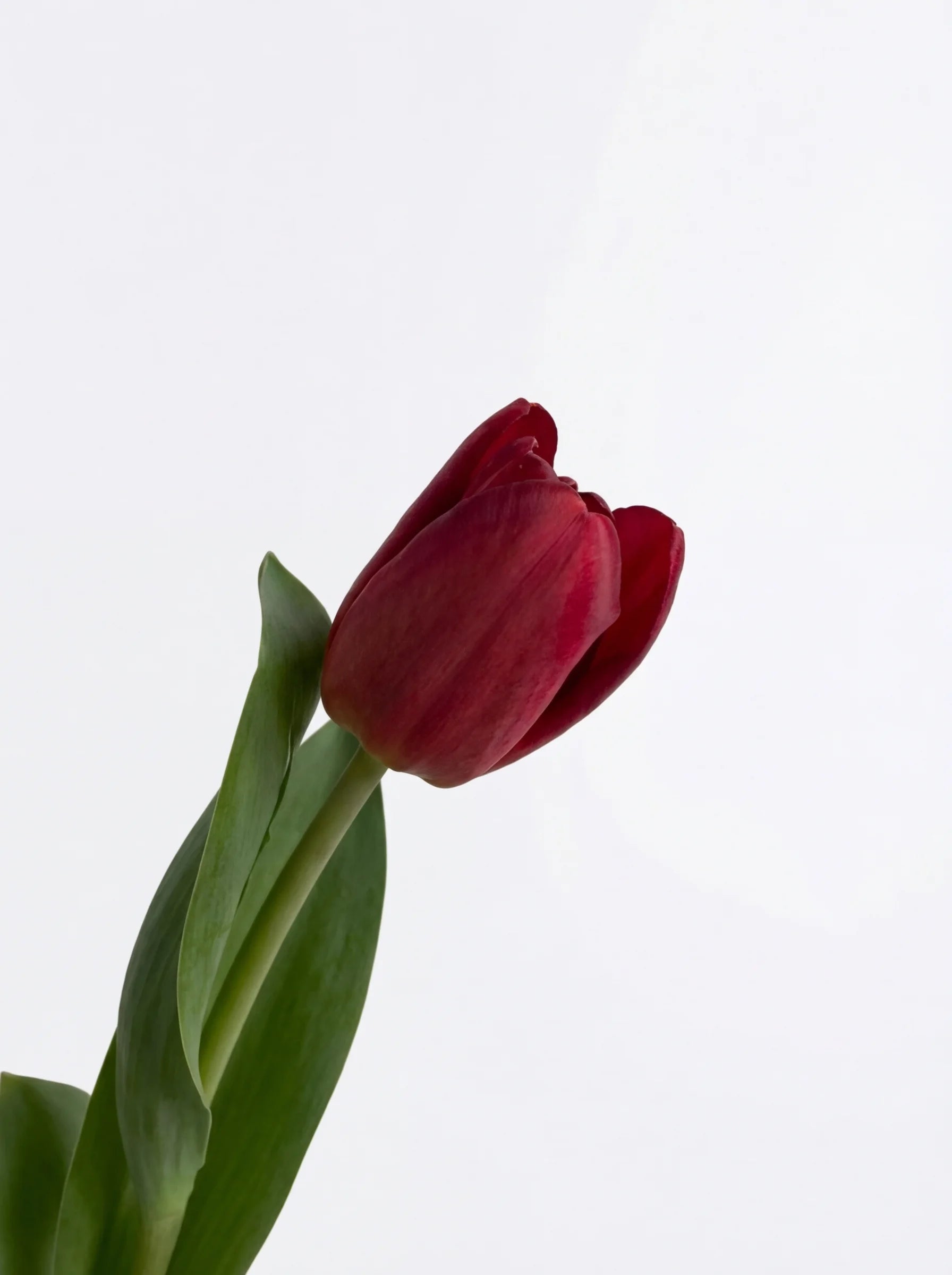 Tulipanes Maxi Rojo Vino