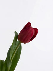 Tulipanes Maxi Rojo Vino